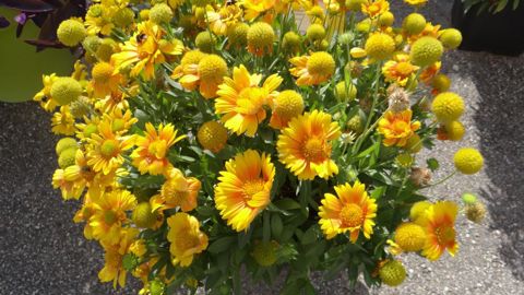 Gaillardia x grandiflora ‘Arizona’ (de Benary) a été testée cette année au jardin d’essais du distributeur N PK. ‘Arizona’ revient sur le marché avec une germination plus rapide et plus homogène.©C. Thiery